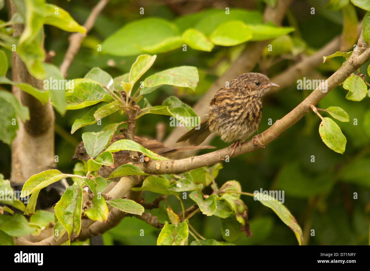 Nid juvénile dans la région de apple tree Banque D'Images
