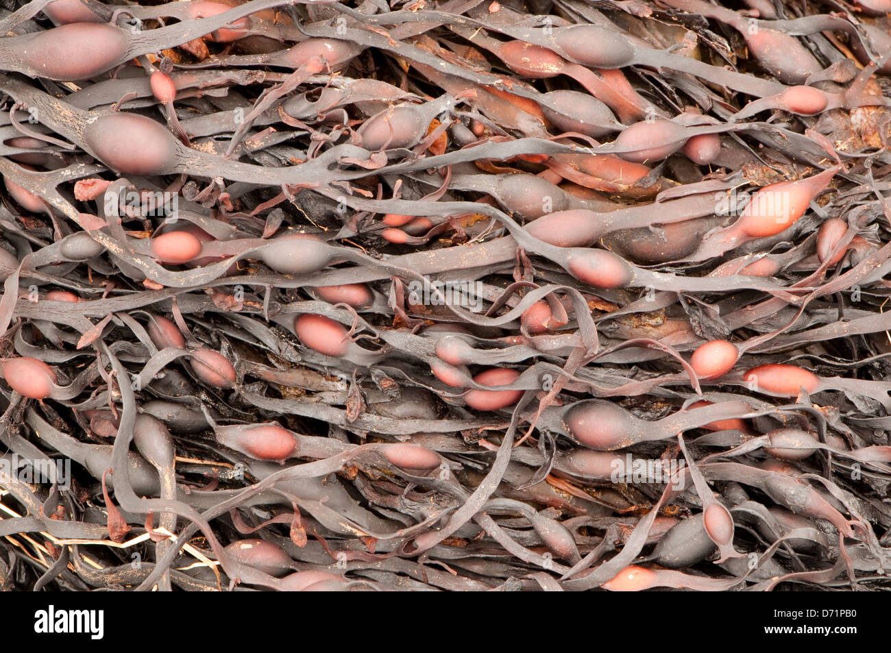 L'ascophylle noueuse Seaweed Banque D'Images