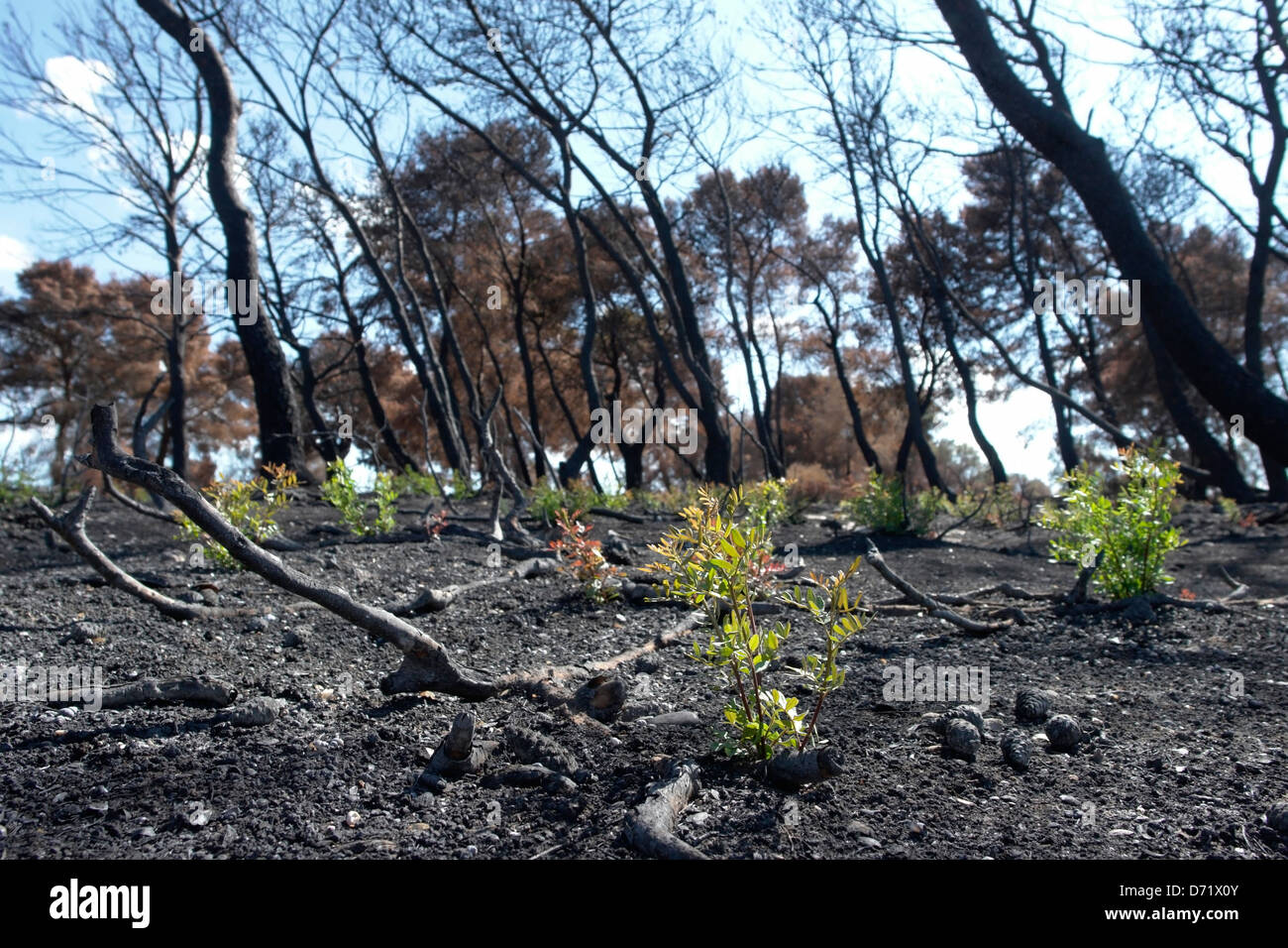 Thème de l'environnement avec de nouvelles plantes croissant après feu de forêt Banque D'Images