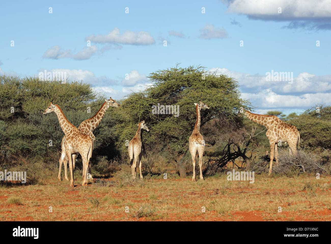 Les Girafes (Giraffa camelopardalis) se nourrissant d'un acacia, Afrique du Sud Banque D'Images