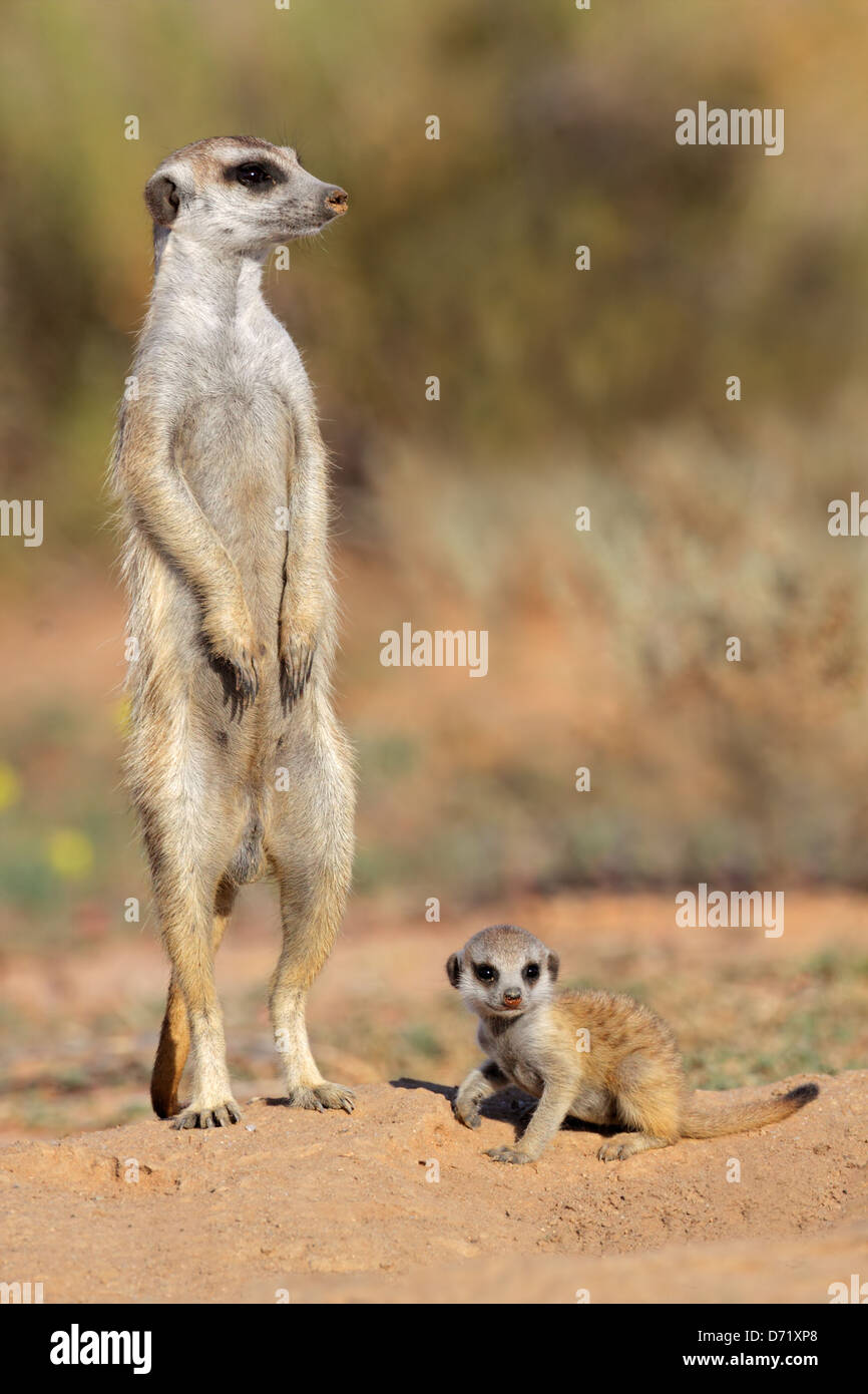 Meerkat (Suricata suricatta) avec bébé curieux, désert du Kalahari, Afrique du Sud Banque D'Images