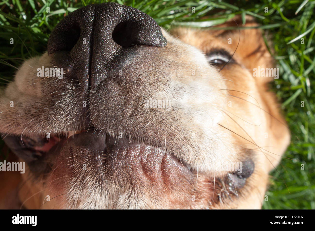 Funny face de chien beagle Banque D'Images