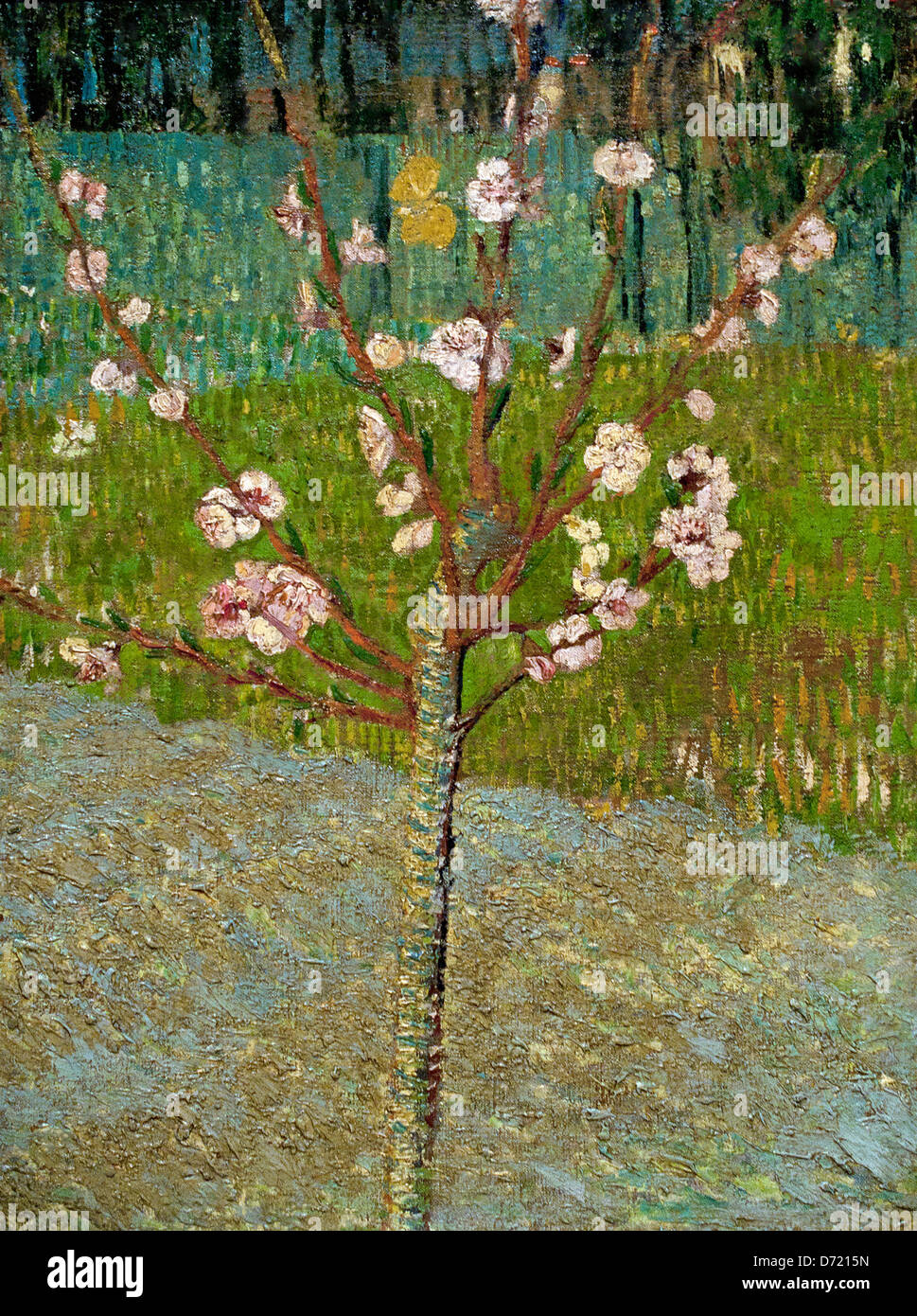Amandier en fleurs 1888 Vincent van Gogh 1853 - 1890 Pays-Bas Néerlandais Banque D'Images