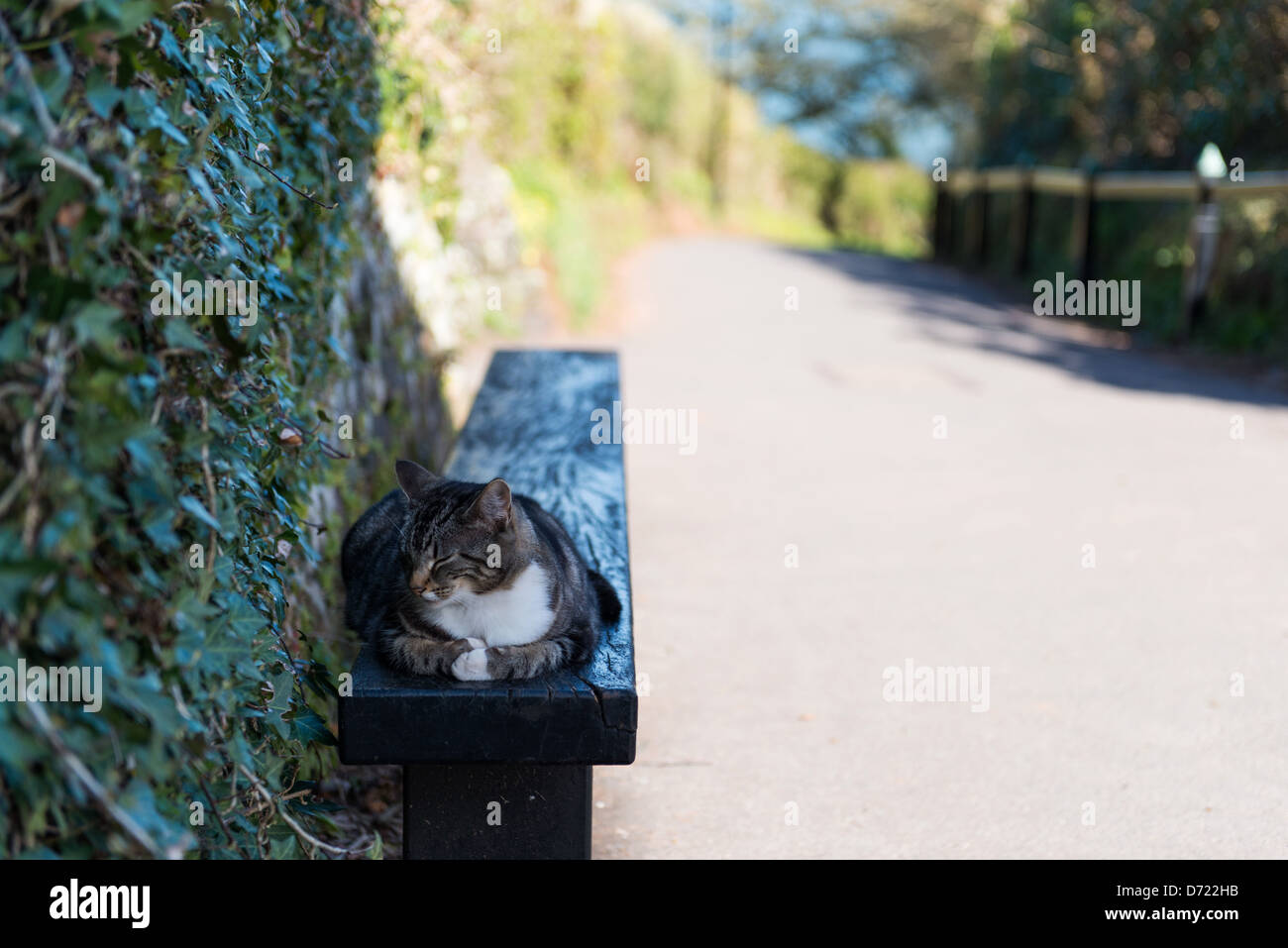 Clovelly, Devon, Angleterre. Un chat prendre du repos sur un banc en haut du village de Clovelly. Banque D'Images