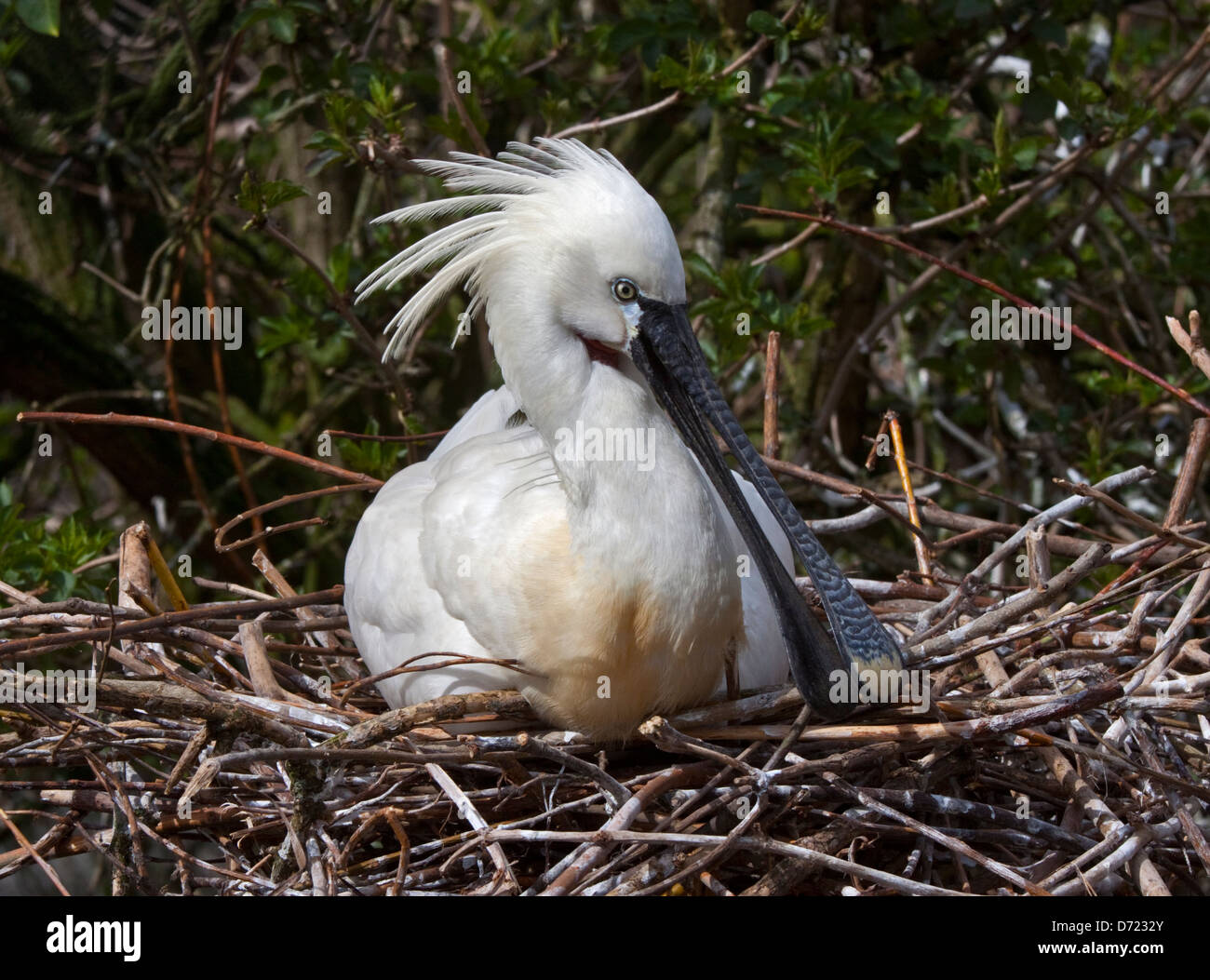 Spatule eurasienne ou conjoint (Platalea leucorodia) sur son nid Banque D'Images