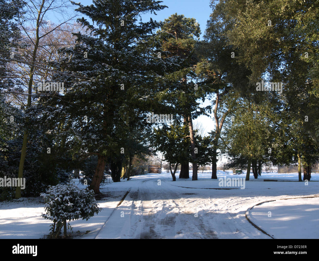 Les arbres à feuilles persistantes dans la neige,Alford Lincolnshire, Banque D'Images