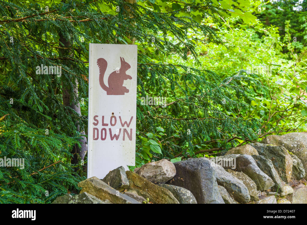 Avertissement relatif à la main les conducteurs à ralentir en raison de l'écureuil roux sur la route dans la région de Lake District, Cumbria, Angleterre. Banque D'Images