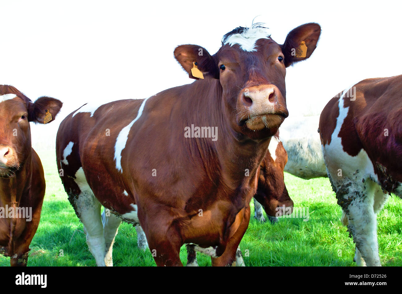 Vitrail brun traire les vaches dans un pré vert Banque D'Images