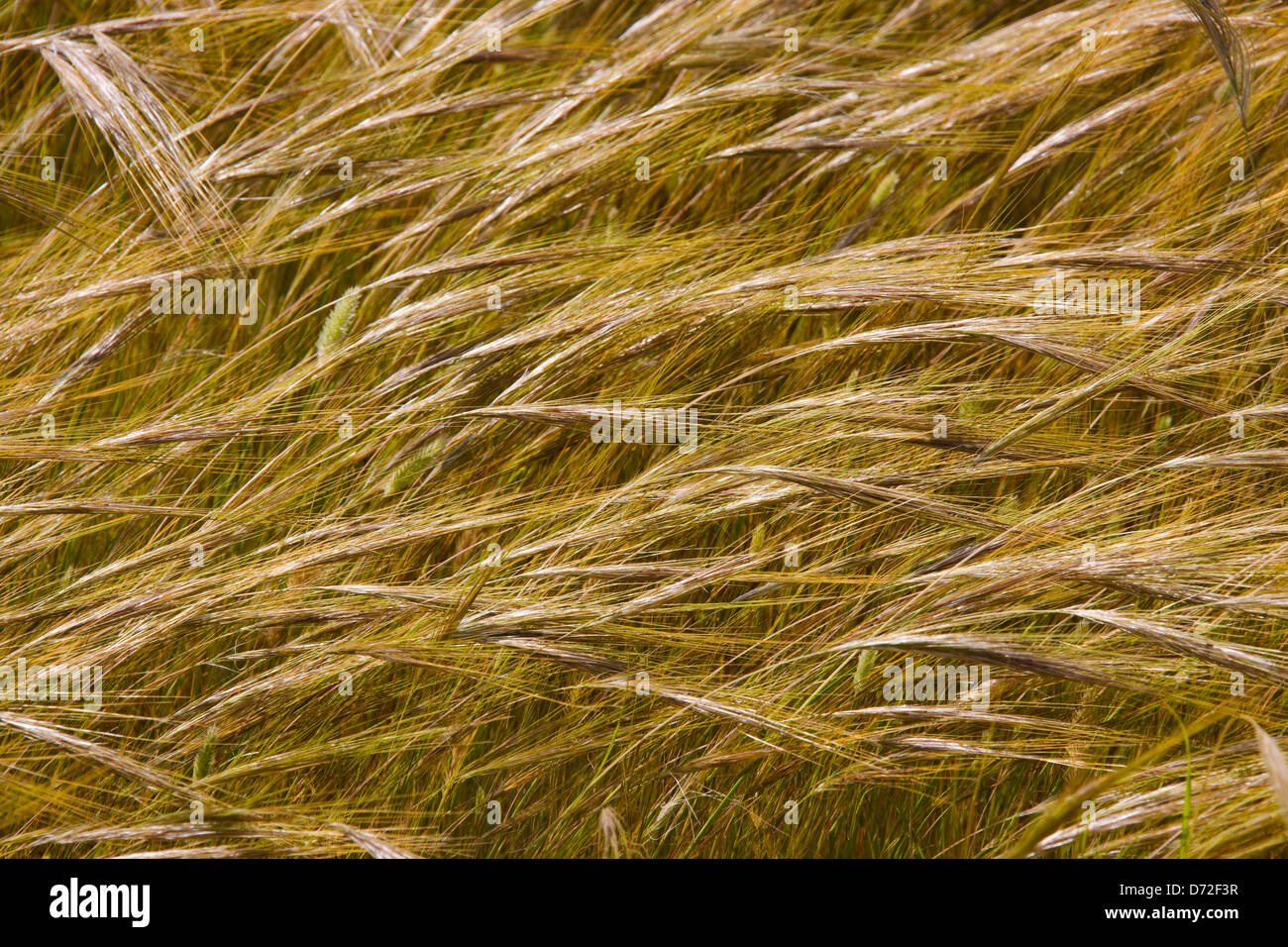 L'herbe se balançant dans le vent, Tunisie Banque D'Images