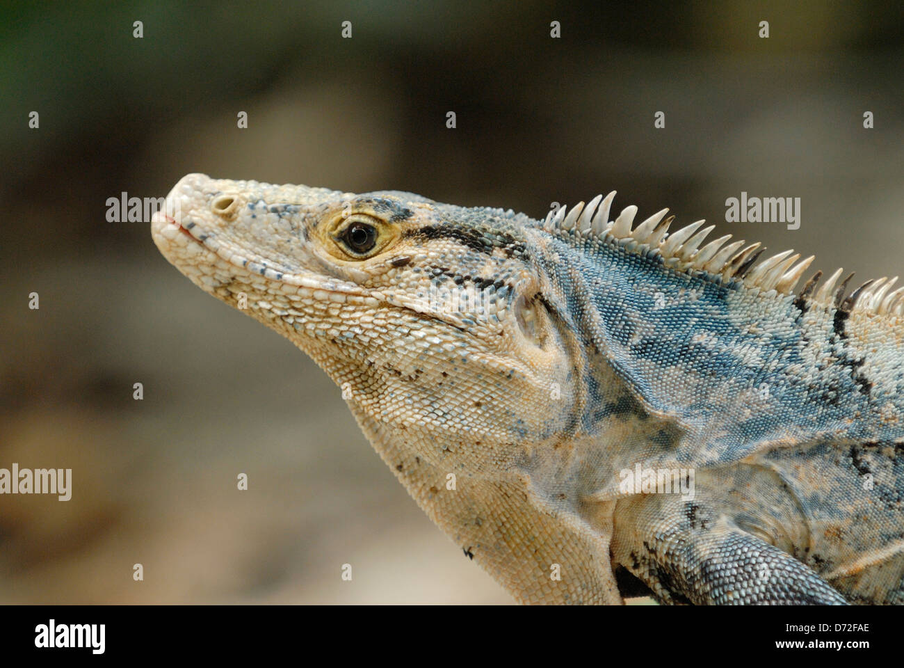 L'Iguane noir (Ctenosaura similis) au Costa Rica Rainforest Banque D'Images