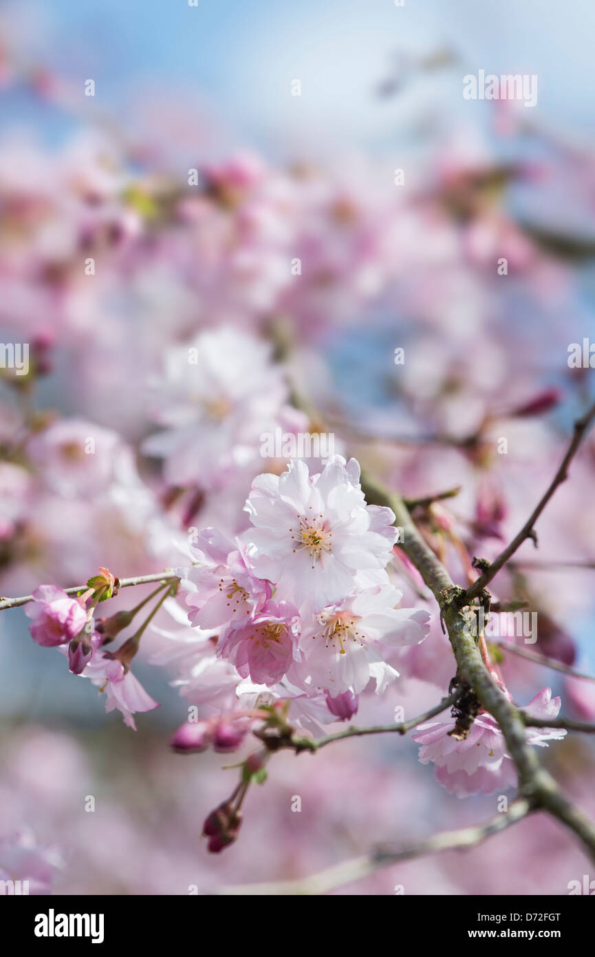 Prunus 'Ballerina'. Cerisier 'Ballerina' Blossom. UK Banque D'Images