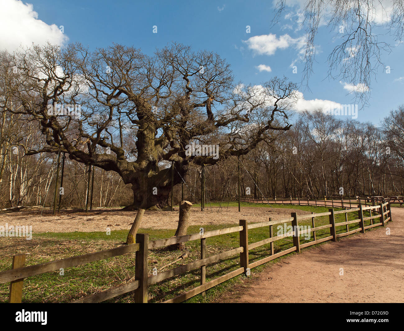 Major Oak. Un énorme chêne anglais situé dans la forêt de Sherwood. Selon le folklore local, c'est Robin Hood's Shelter. Banque D'Images