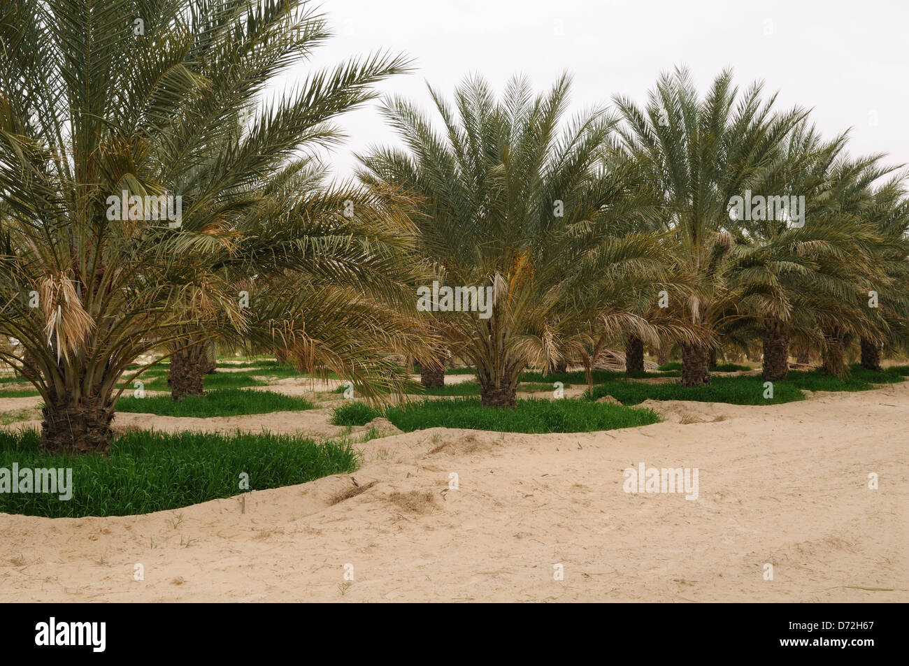 Date de l'orge croissant sous palmiers dans le désert du Sahara pour maximiser l'utilisation de sol près de Zaafrane Douz Tunisie Banque D'Images