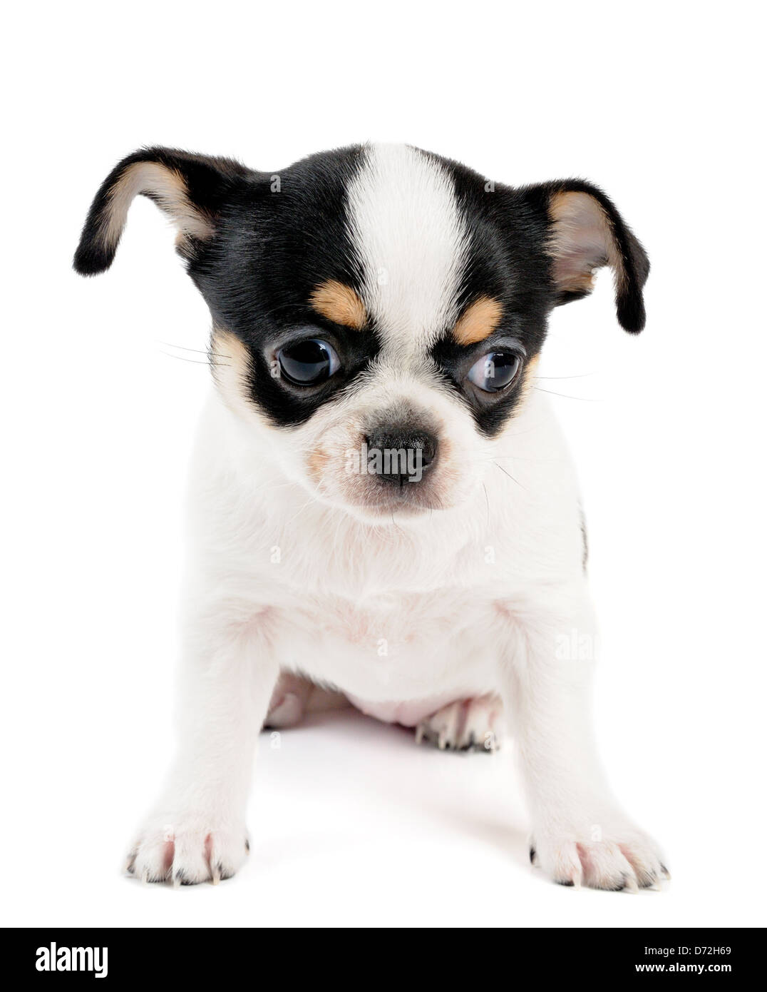 Petit chiot chihuahua isolé sur fond blanc Banque D'Images