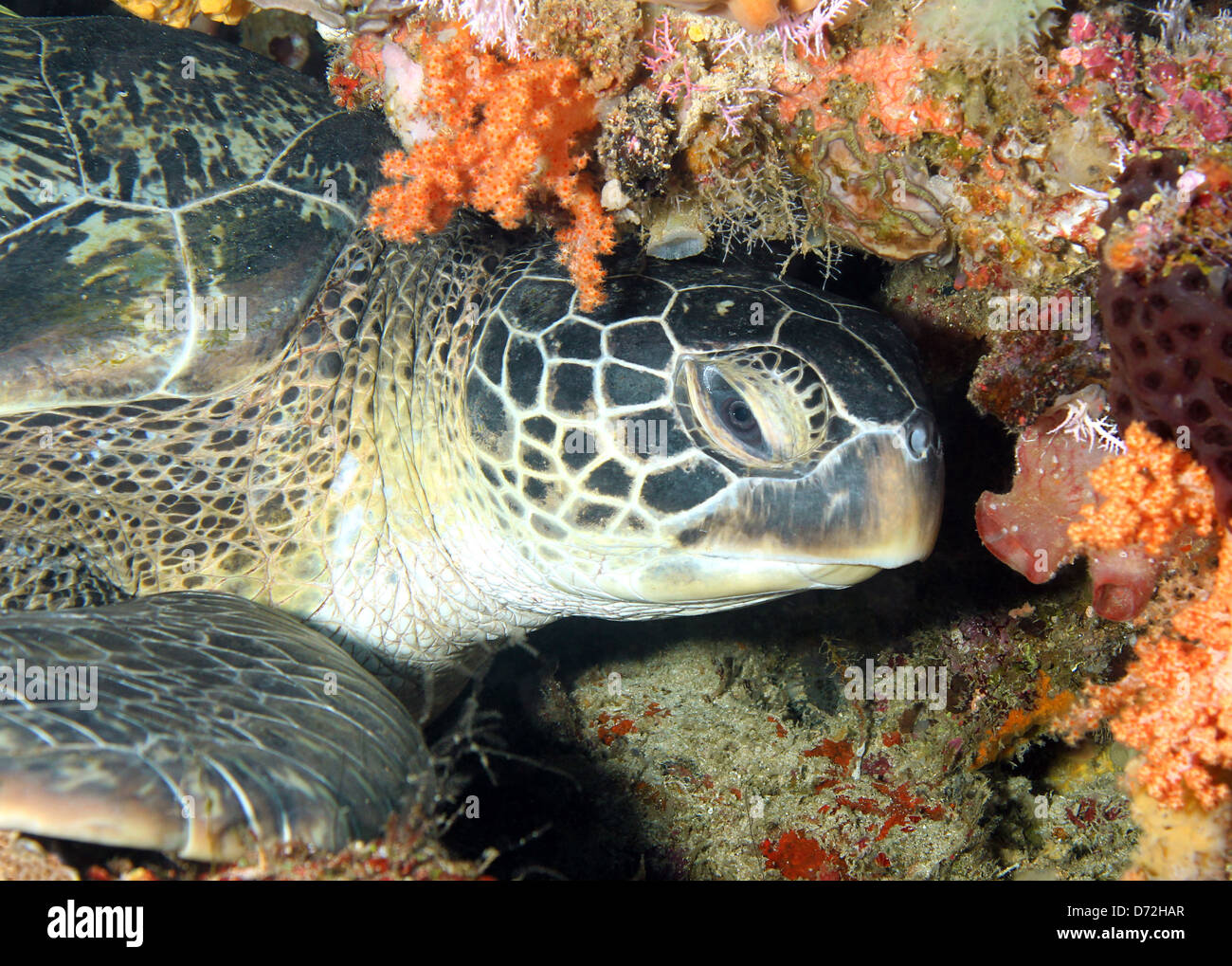 La tortue verte (Chelonia mydas) reposant sur le mur de corail, Bunaken, Indonésie Banque D'Images