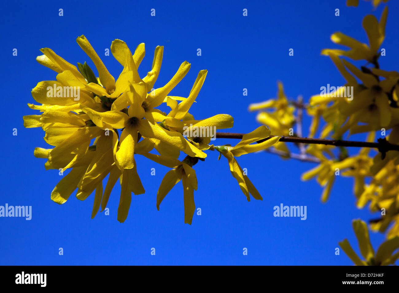 Forsythia x intermedia, Forsythia gros plan fleur, arbuste à fleurs fond bleu Banque D'Images