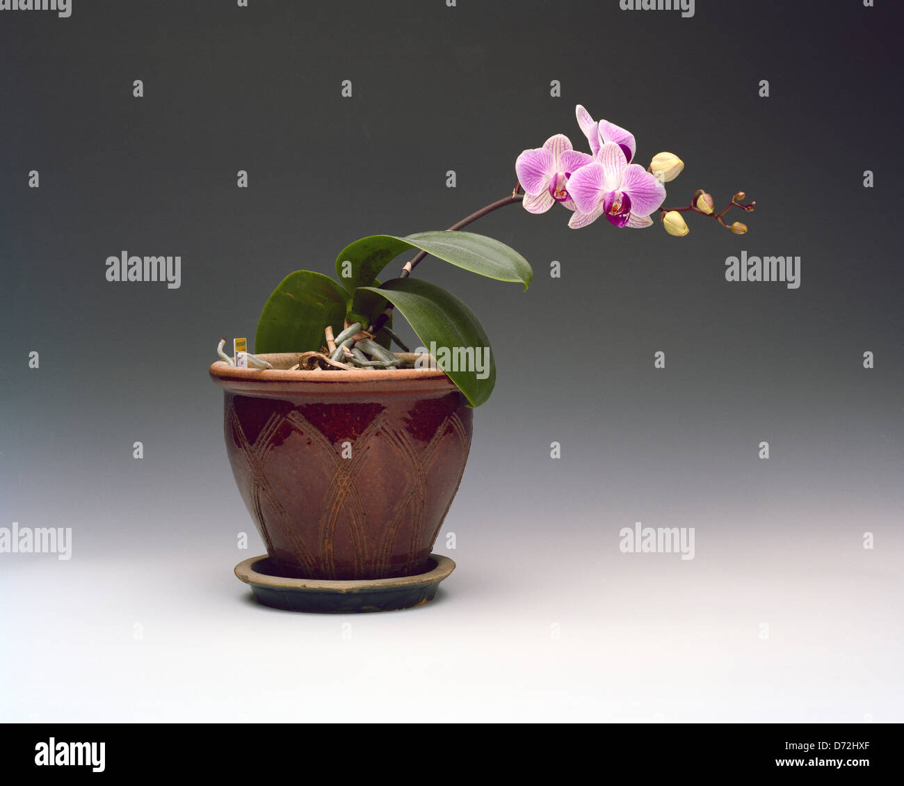 Orchidée Phalaenopsis rose en pot en terre cuite Banque D'Images