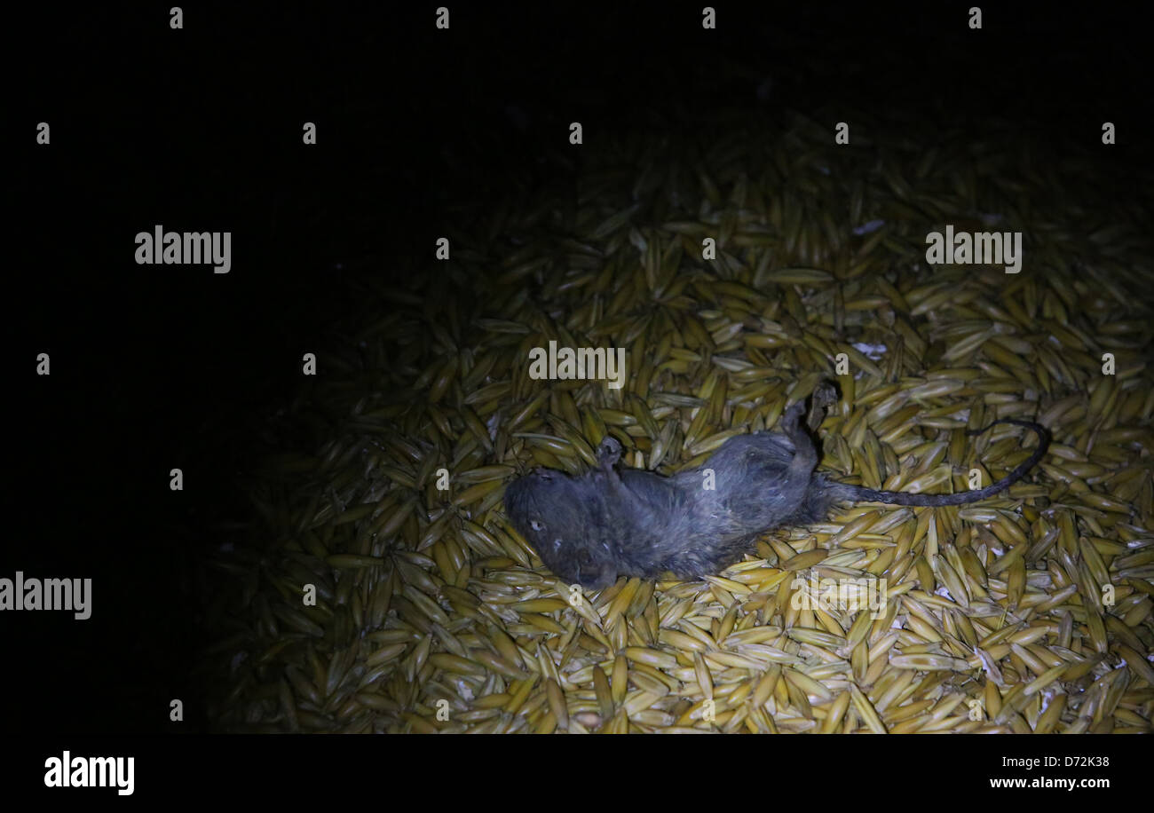 Ingelheim, Allemagne, dead mouse dans l'avoine Banque D'Images
