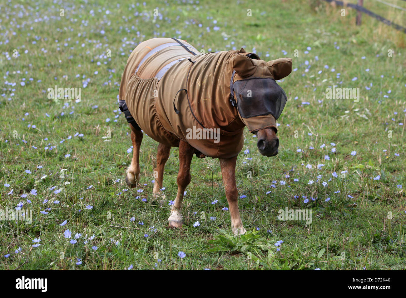 Ingelheim, Allemagne, poney Shetland les peuplements avec masque et voler sur un Ekzemerdecke flower meadow Banque D'Images