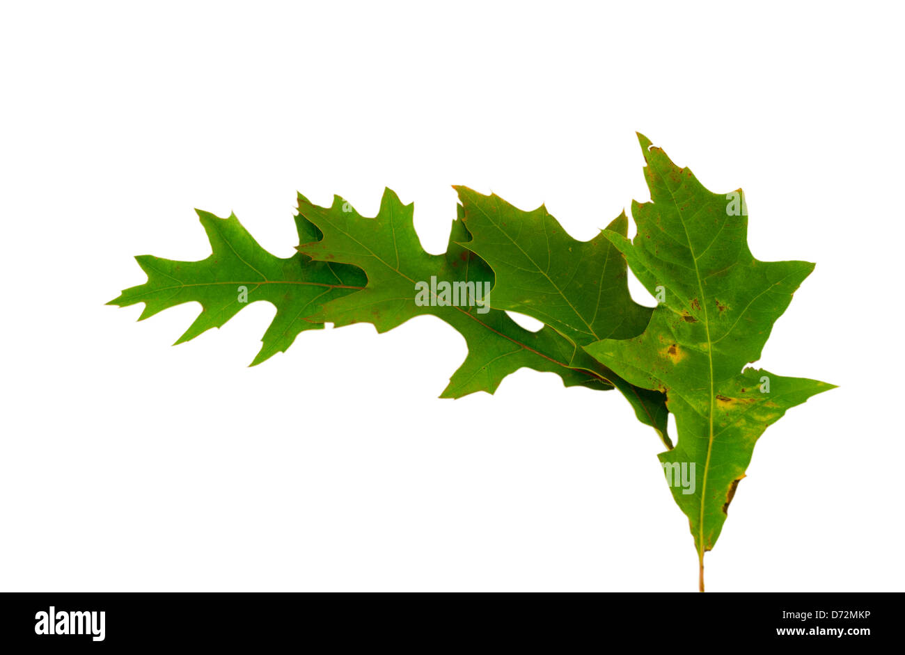 Feuilles de chêne vert lumineux gamme décorative demi-cercle isolé sur fond blanc Banque D'Images