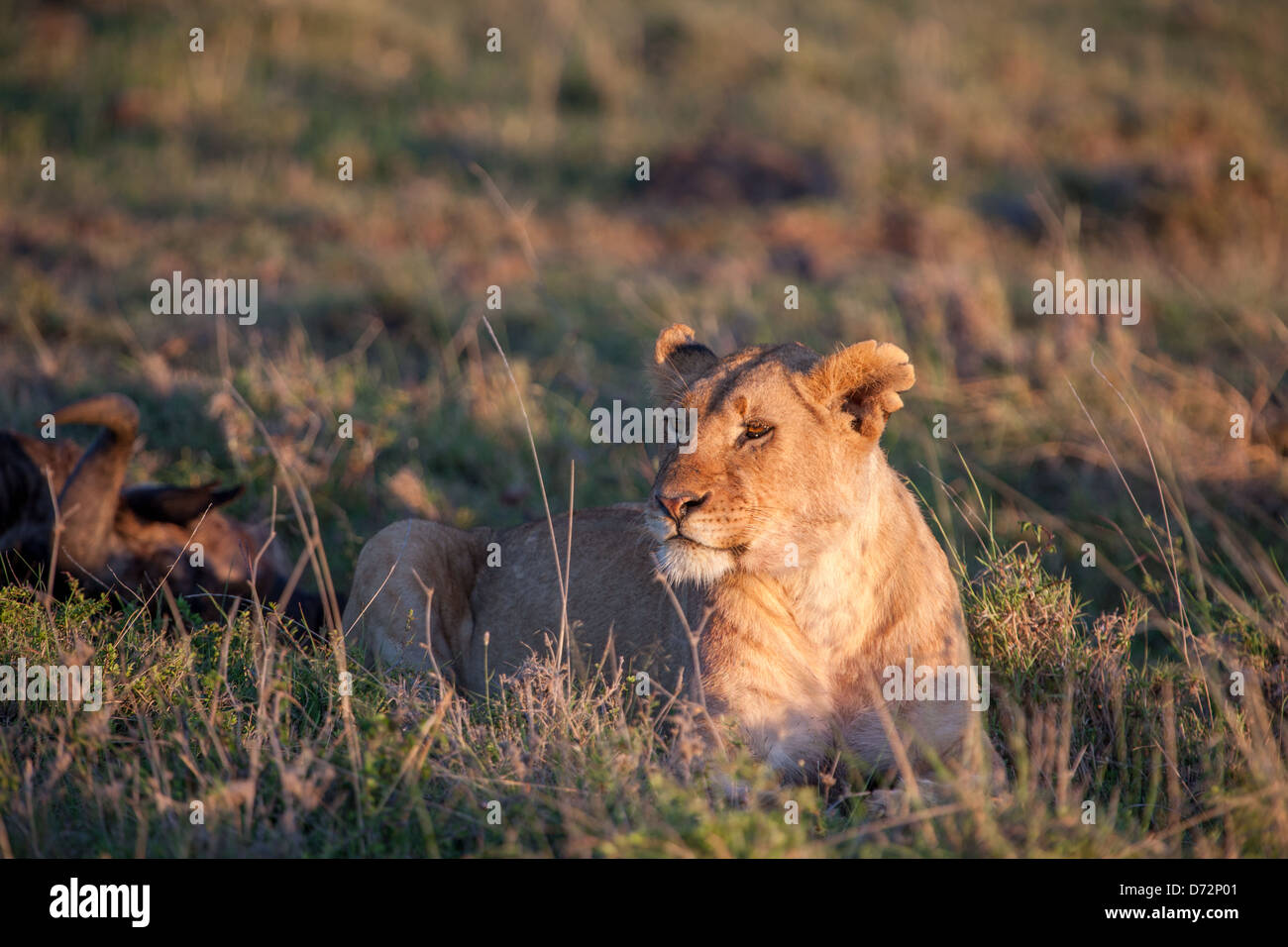 Lions et proies Banque D'Images