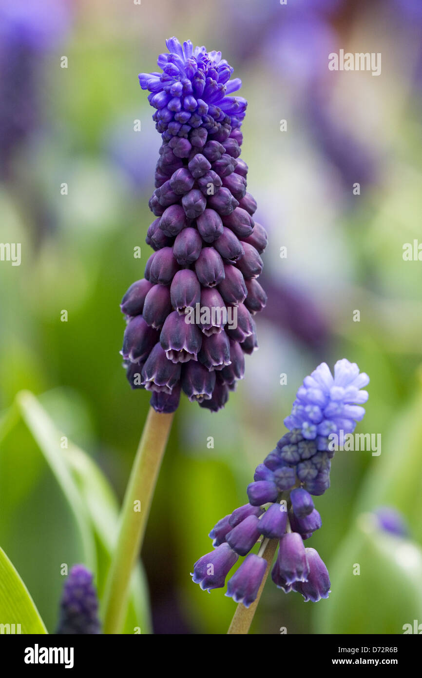 Muscari latifolium. Muscaris dans le jardin. Banque D'Images