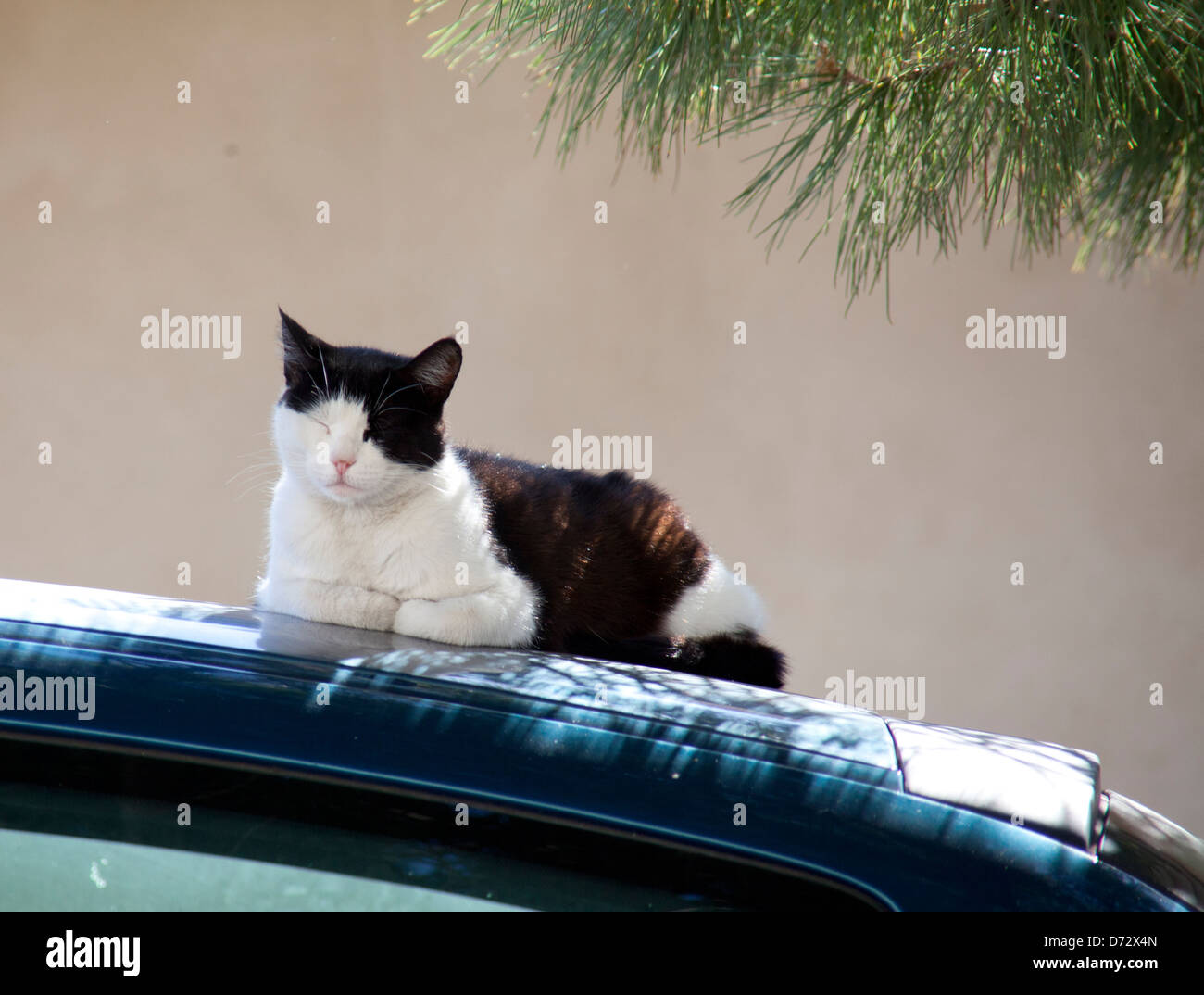 Bonnieux, France, un chat fais à l'ombre sur un toit de voiture Banque D'Images