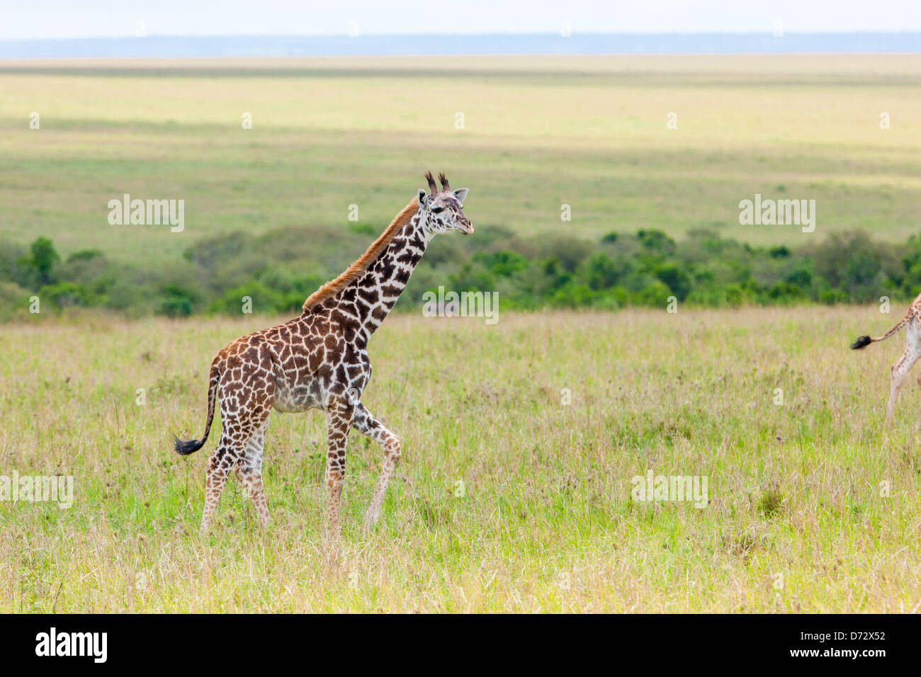 Jeune girafe Banque D'Images