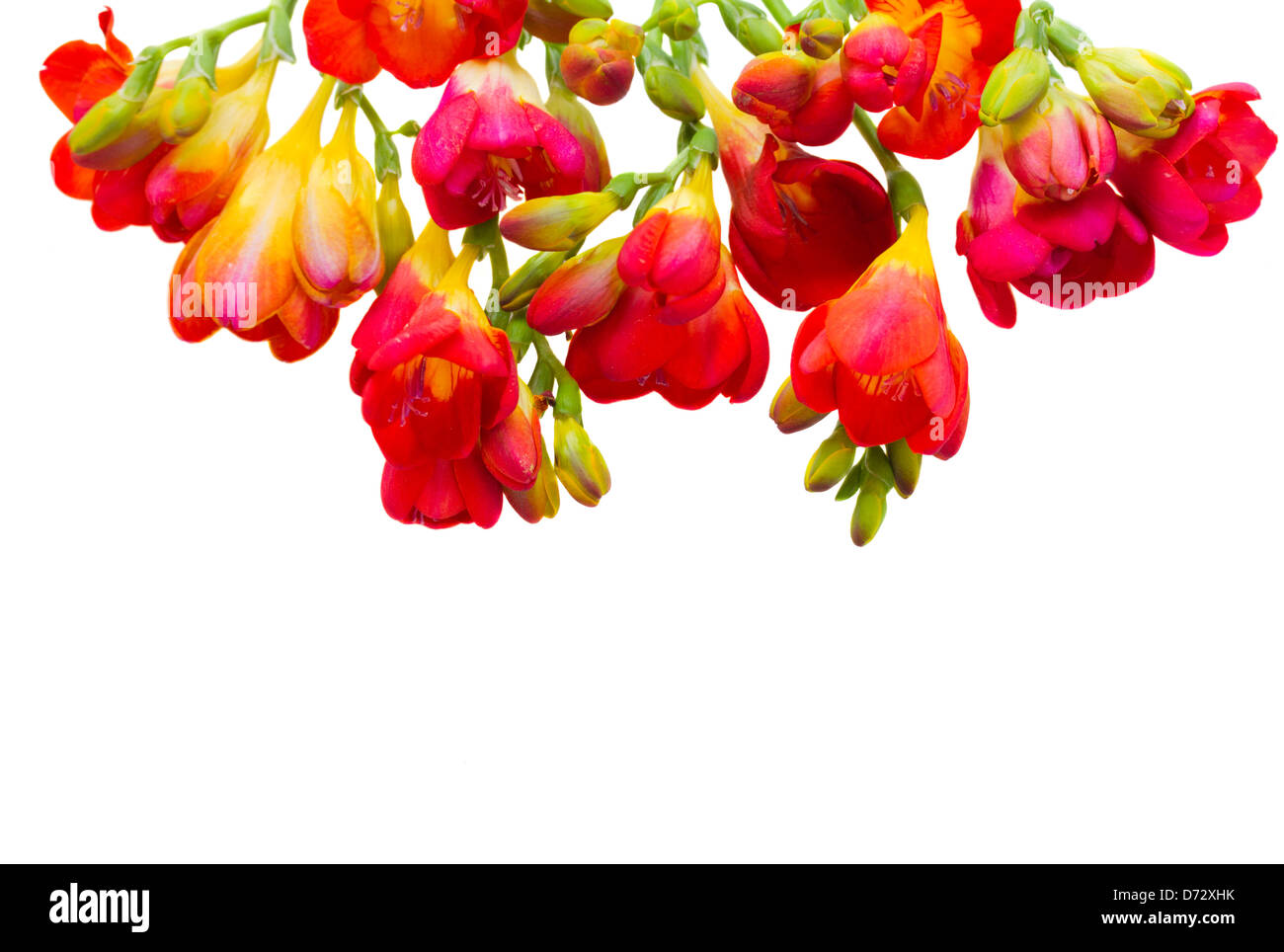 Fleurs de freesia rouge Banque D'Images