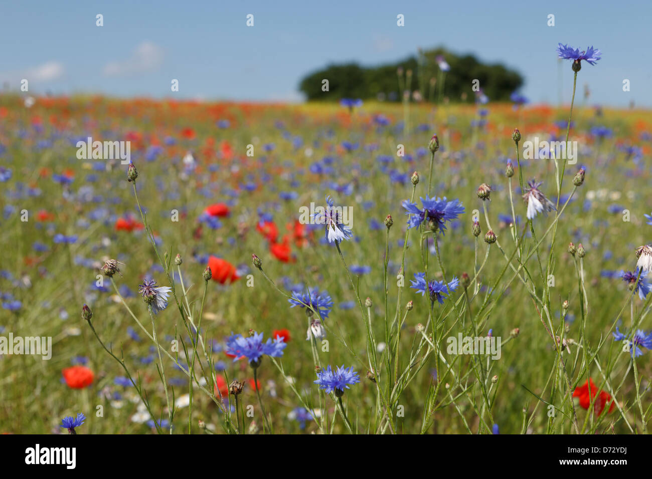 Bad Saulgau, Allemagne, un été meadow Banque D'Images