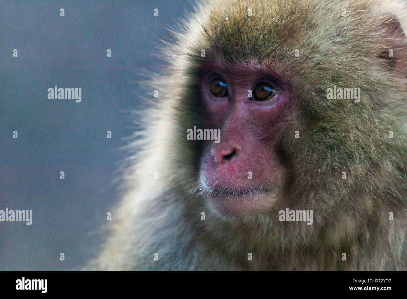 Neige japonaise monkey, Nagano, Japon Banque D'Images