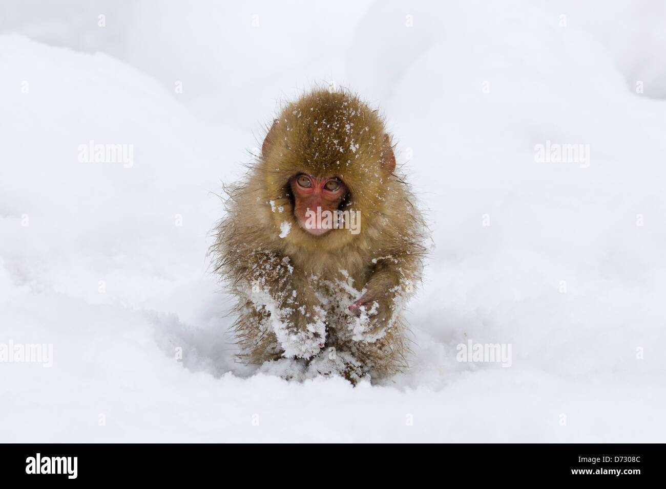 Japanese Snow Monkey baby sur la neige, Nagano, Japon Banque D'Images