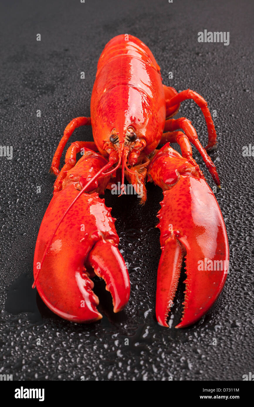 Griffe noire Banque de photographies et d’images à haute résolution - Alamy