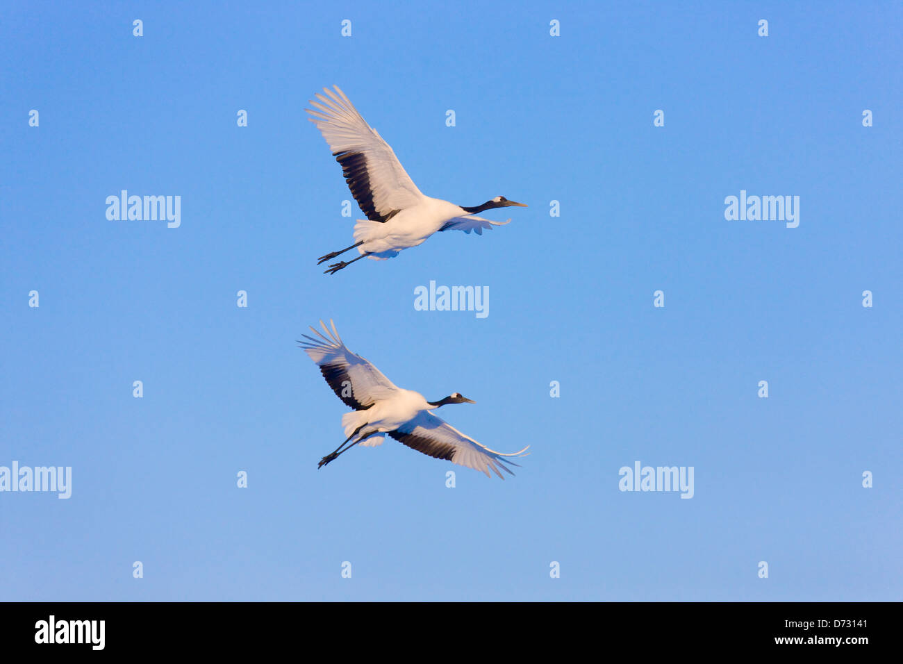 Vol de Grues Japonaises, Kushiro, Hokkaido, Japon Banque D'Images