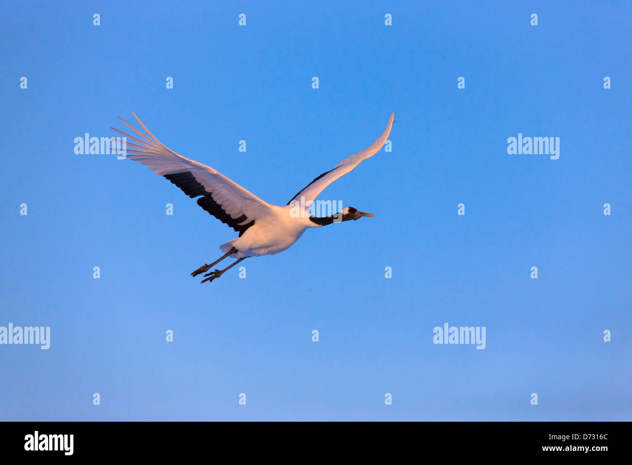 Vol de Grues Japonaises, Kushiro, Hokkaido, Japon Banque D'Images