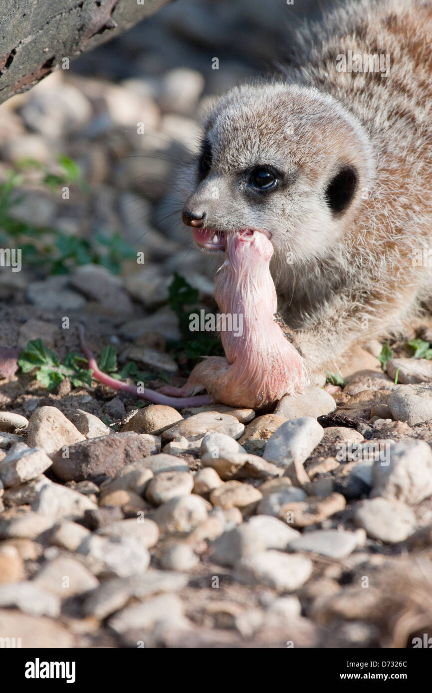 Meerkat souris manger Banque D'Images
