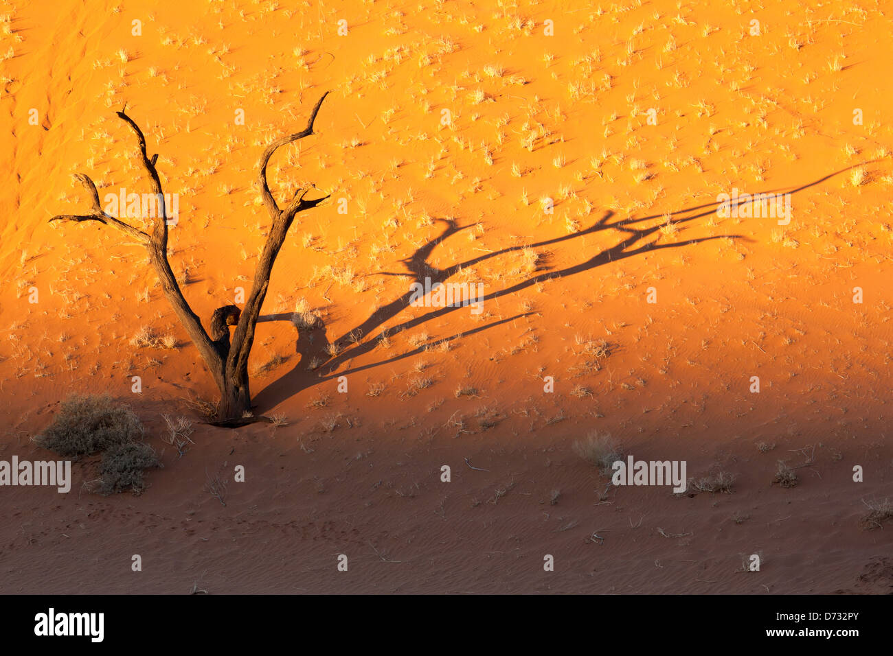 Coucher du soleil dans Dead Vlei, Namibie, Afrique Banque D'Images