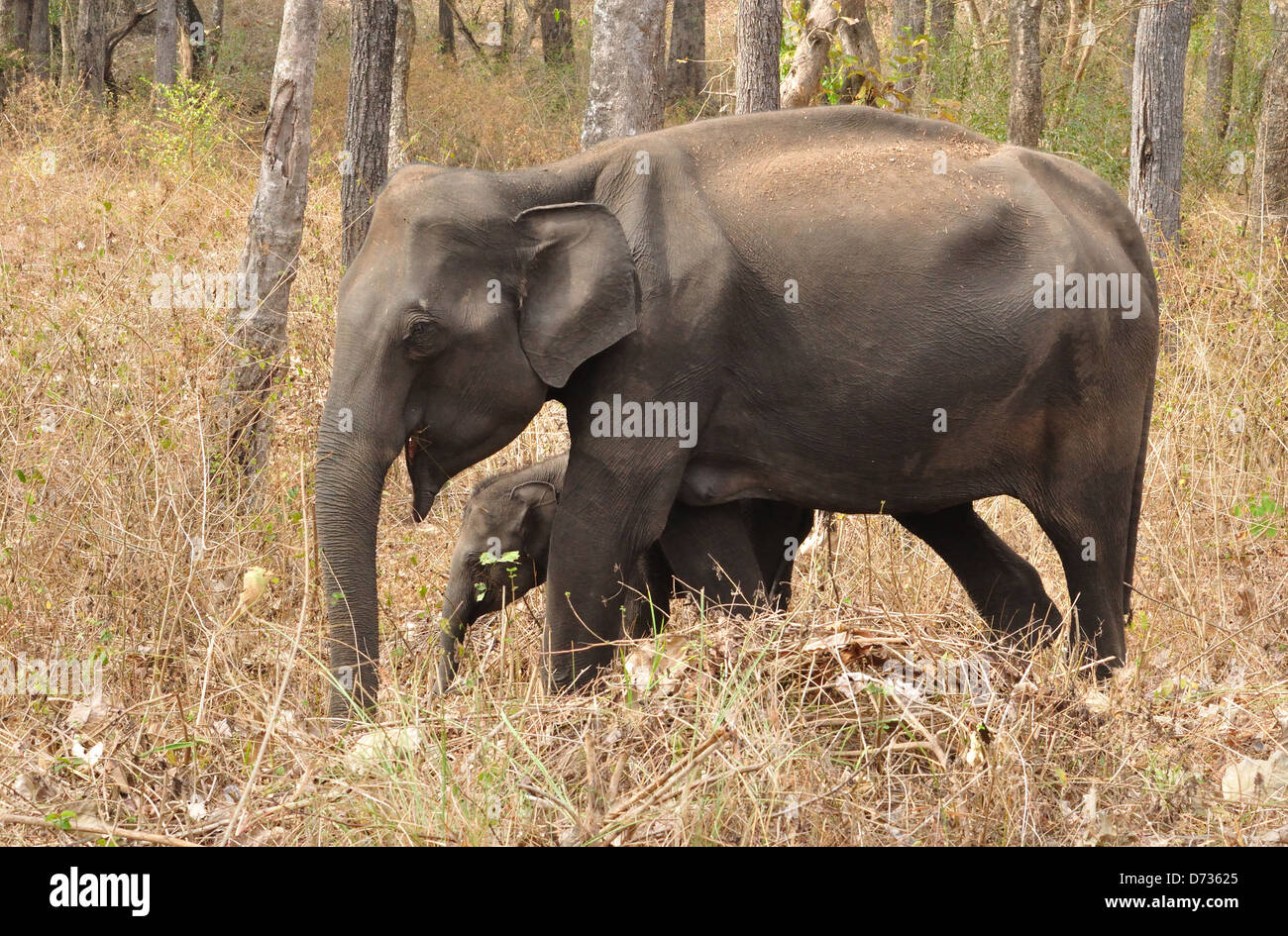 L'éléphant indien ( Elephas maximus indicus ) Banque D'Images