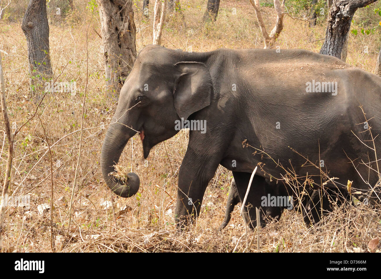 L'éléphant indien ( Elephas maximus indicus ) Banque D'Images