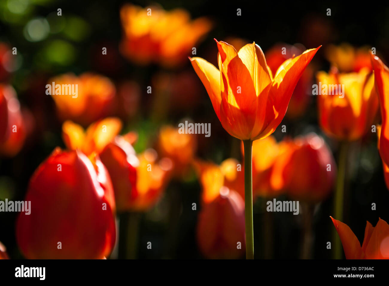 Tulipes Orange rétroéclairé de pétales par le soleil Banque D'Images