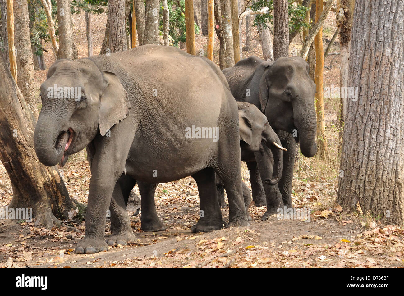Les éléphants indiens( Elephas maximus indicus ) Banque D'Images