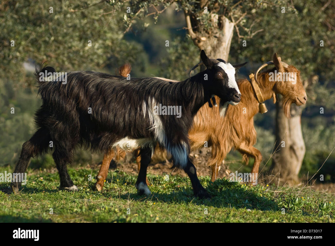 Deux chèvres sur un champ (Grèce) Banque D'Images