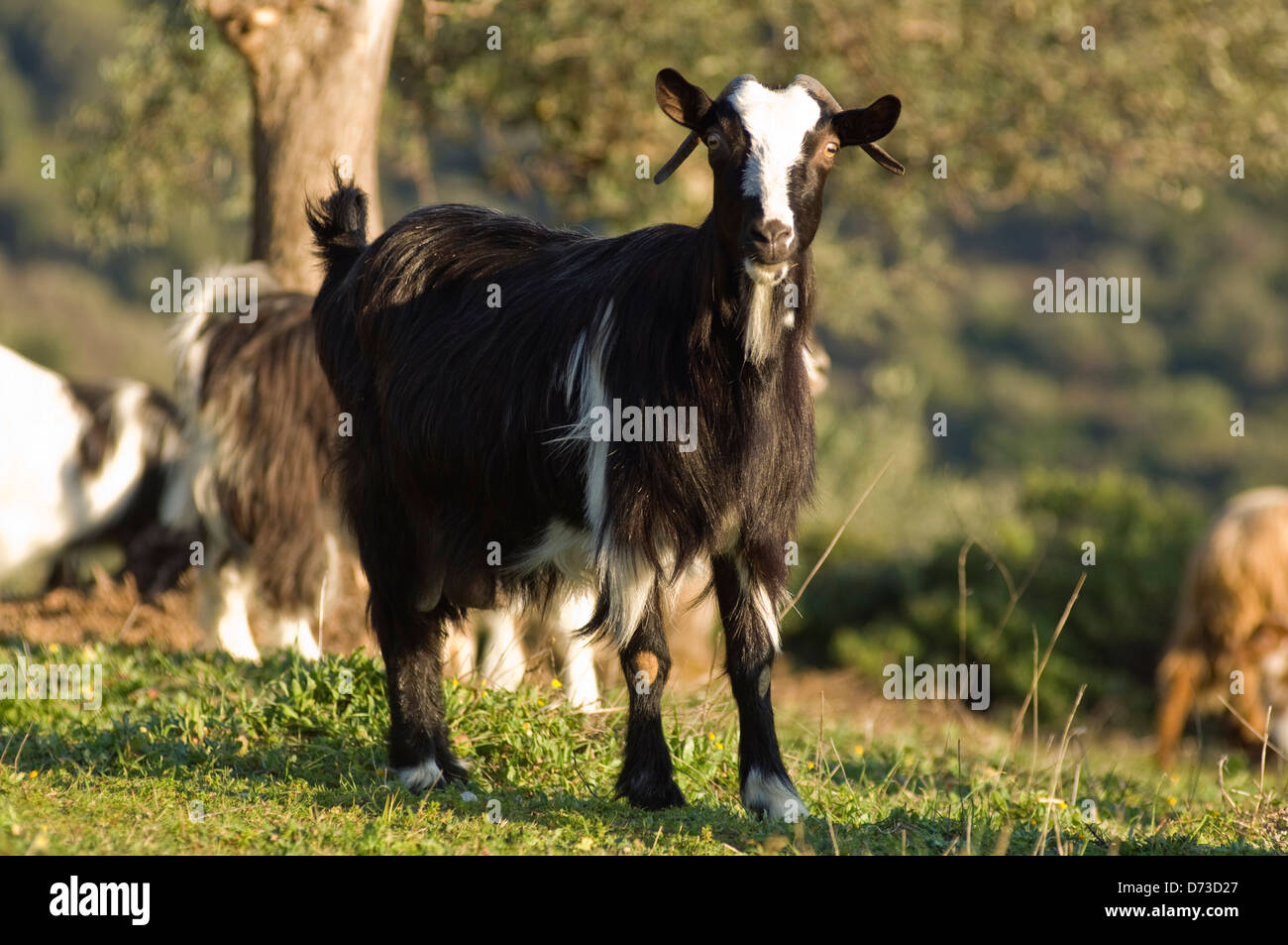 Comité permanent de chèvre sur un champ, looking at camera (Grèce) Banque D'Images