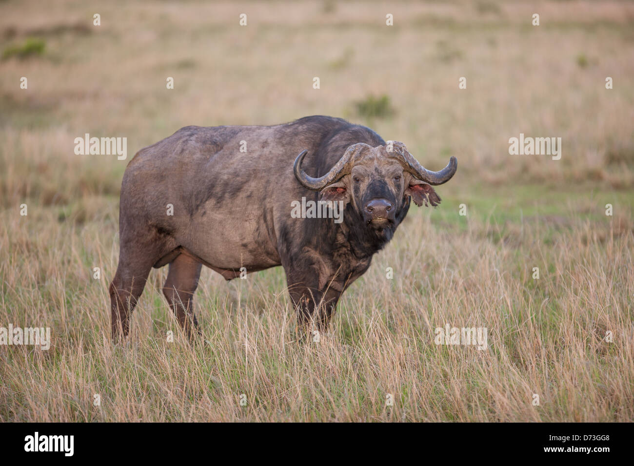 Buffle d’Afrique Banque D'Images