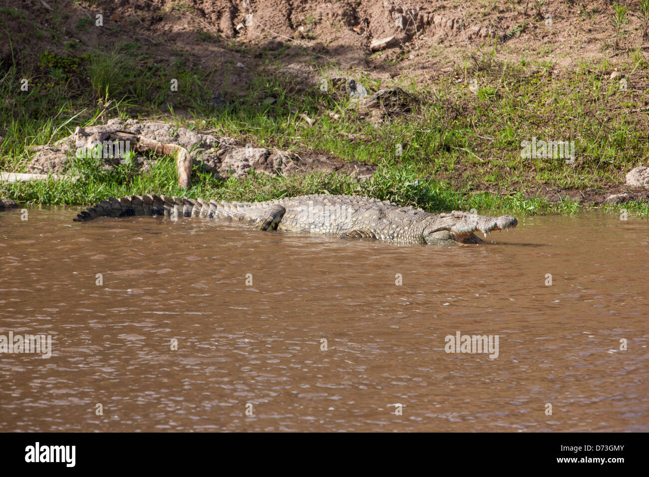 Crocodile du Nil au soleil sur les bords de la rivière Banque D'Images