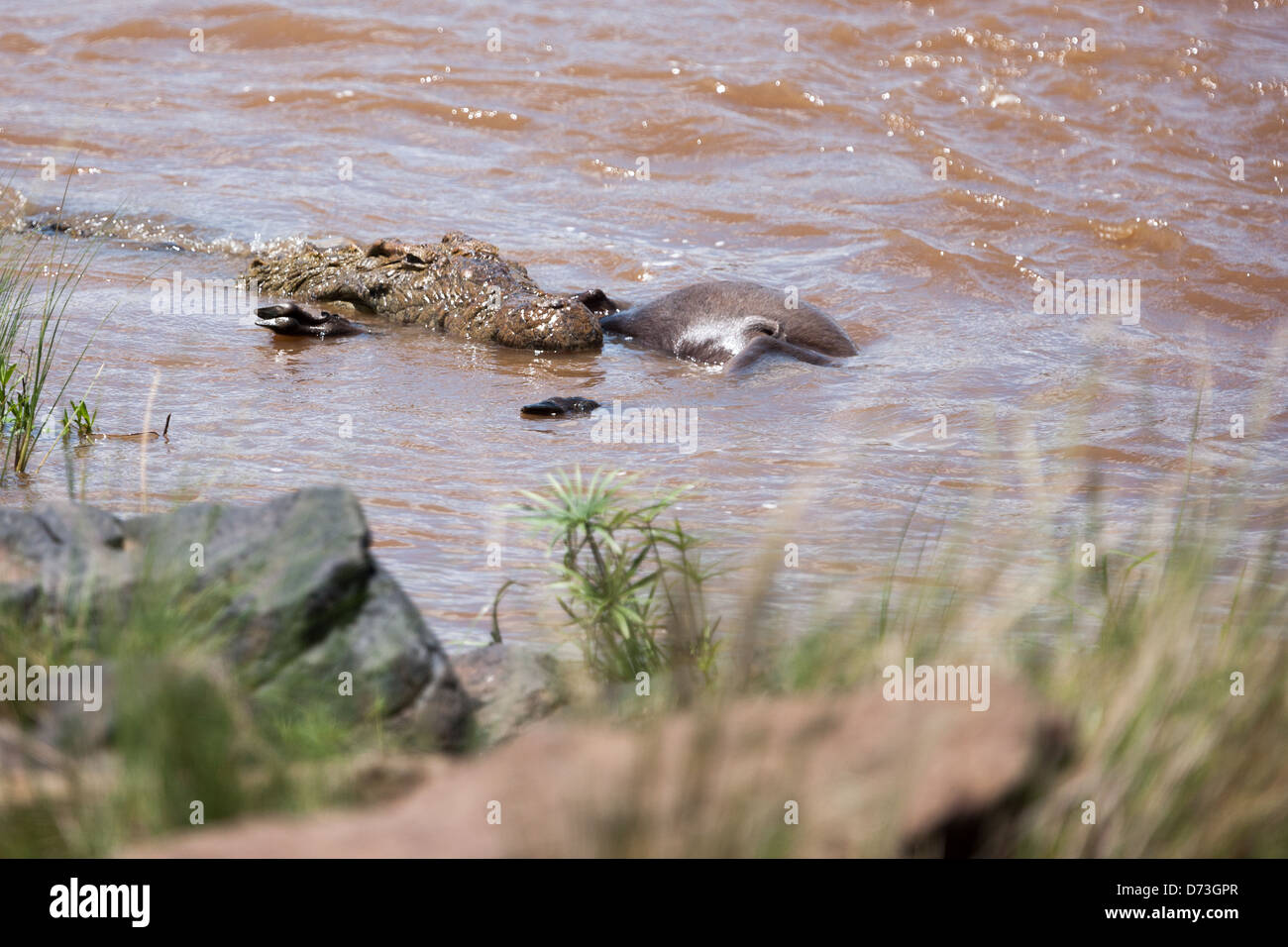 Crocodile du Nil avec Gnous morts Banque D'Images