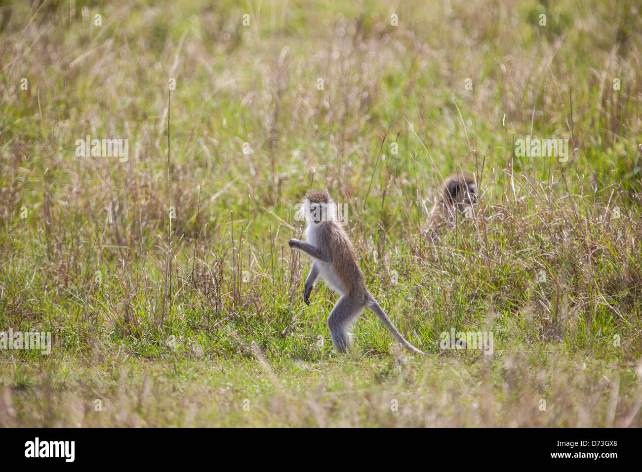 Un singe Vervet (Chlorocebus pygerythrus) est vigilant dans son habitat naturel, mettant en valeur sa fourrure grise verdâtre distinctive et son comportement curieux. Banque D'Images