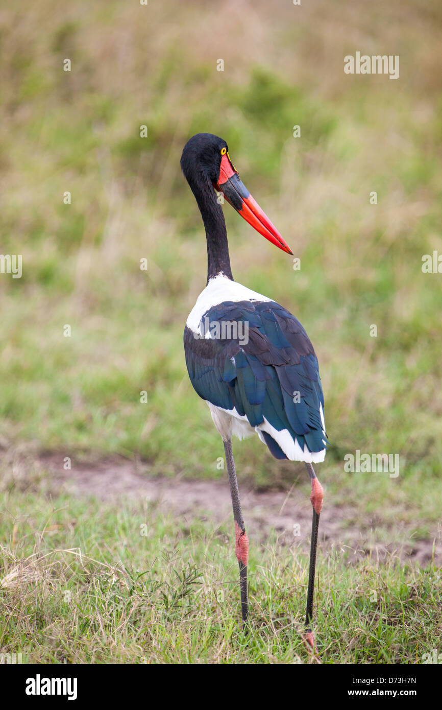 Saddle-Billed Stork Banque D'Images