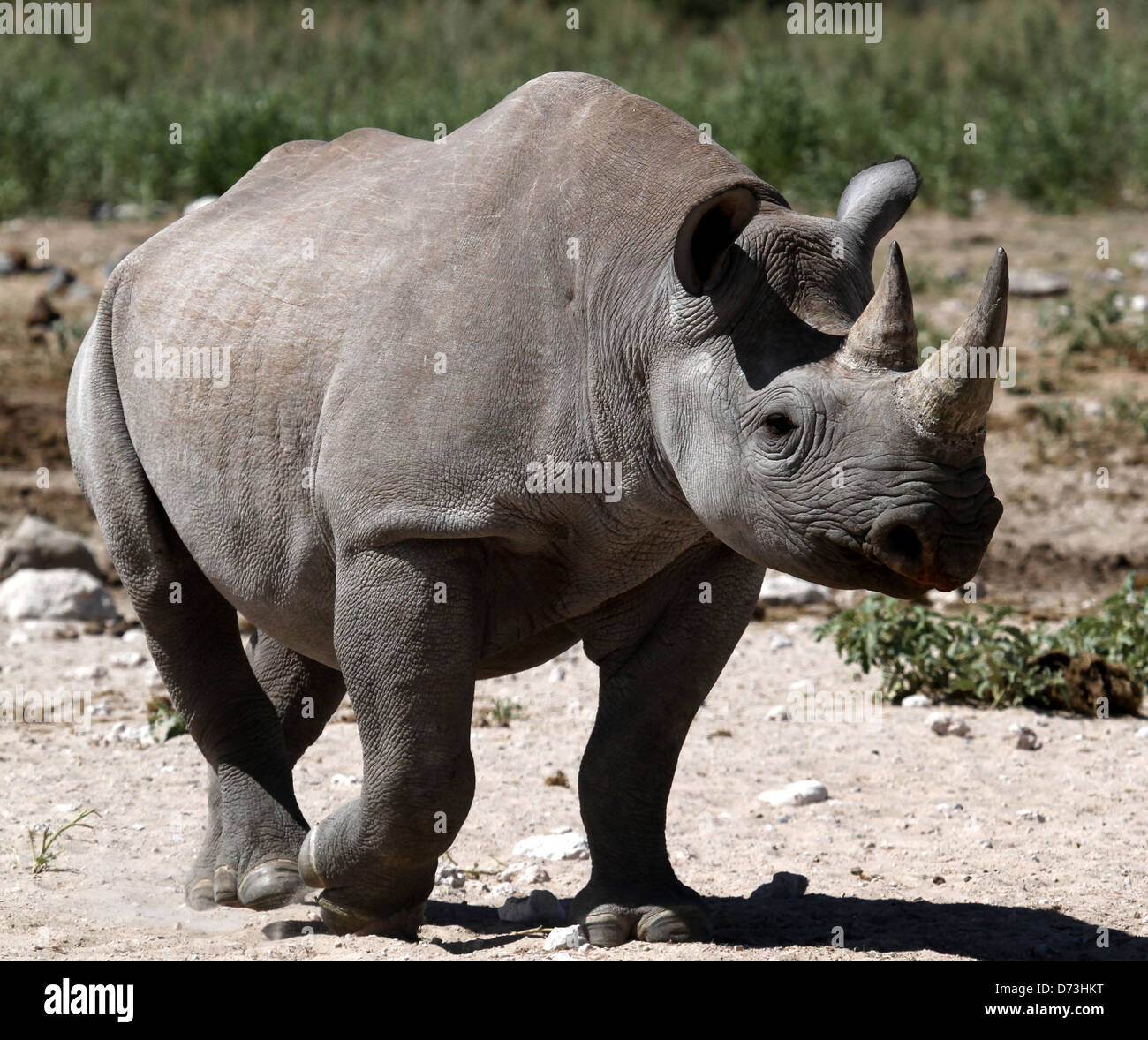Black Rhino camp Namibie Etosha Dolomite Banque D'Images