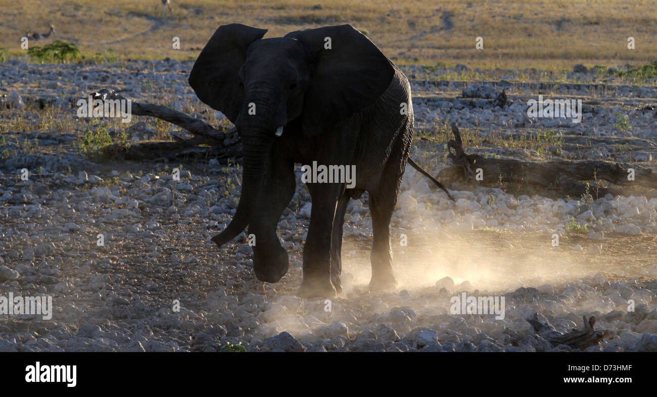 Etosha éléphant poussiéreux Banque D'Images